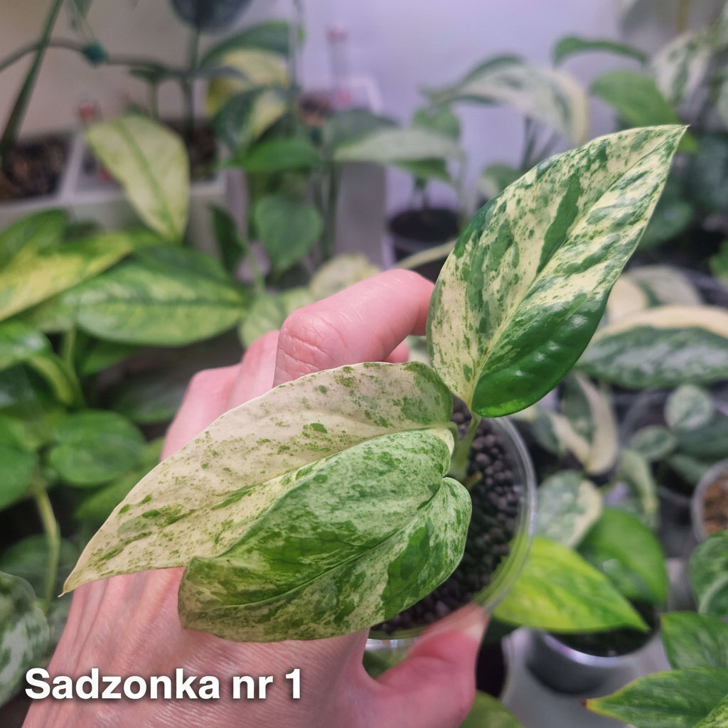 Epipremnum cebu blue variegated - ukorzeniona sadzonka