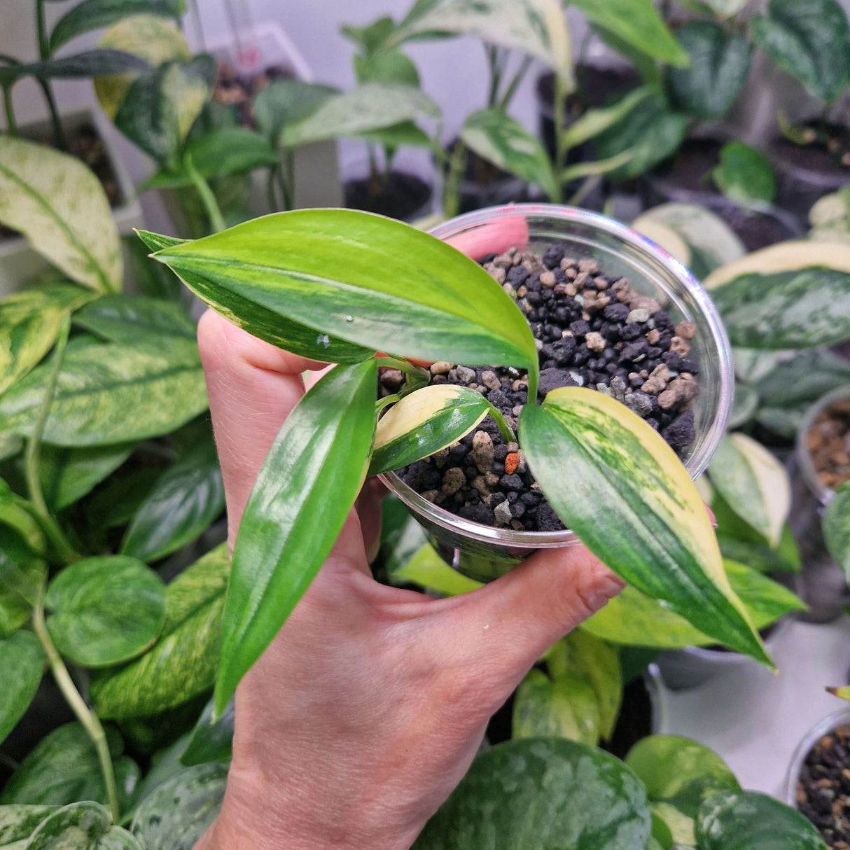 Epipremnum amplissimum variegated - ukorzeniona sadzonka