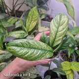 Rhaphidophora puberula variegated – ukorzeniona sadzonka