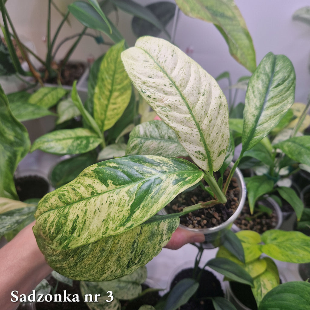 Rhaphidophora puberula variegated – ukorzeniona sadzonka