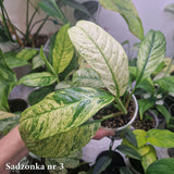 Rhaphidophora puberula variegated – ukorzeniona sadzonka