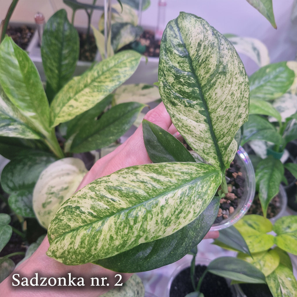 Rhaphidophora puberula variegated – ukorzeniona sadzonka
