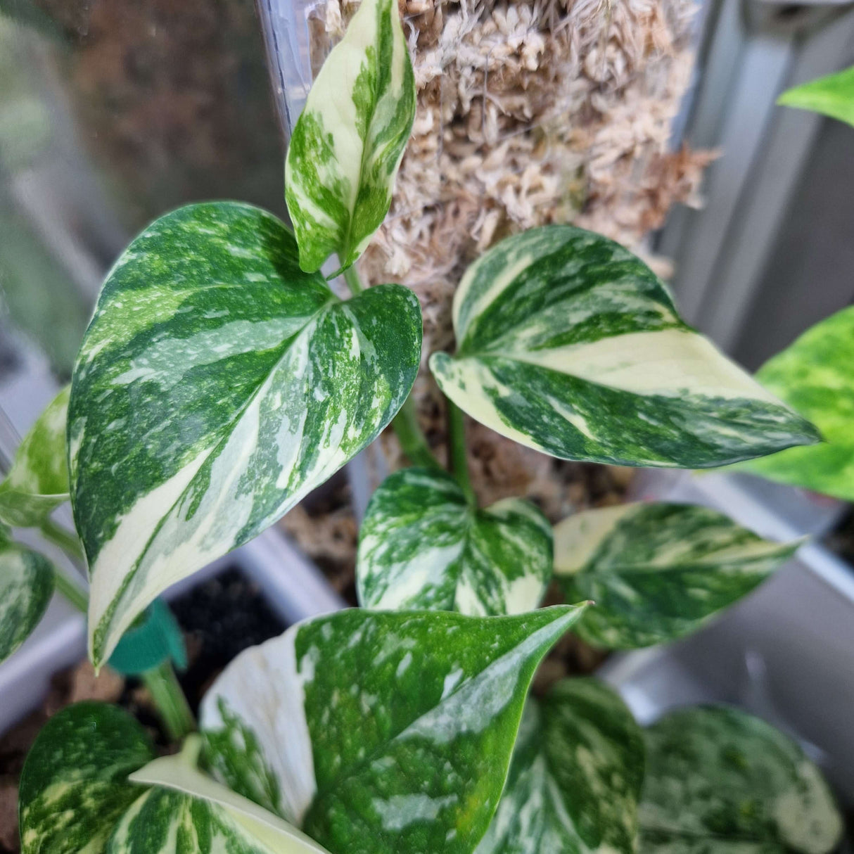 Epipremnum Colorado Constellation - cięta sadzonka pędowa