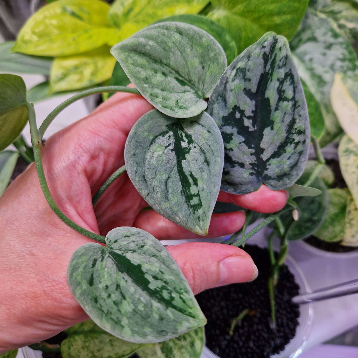Scindapsus Snowfleck – cięta sadzonka pędowa