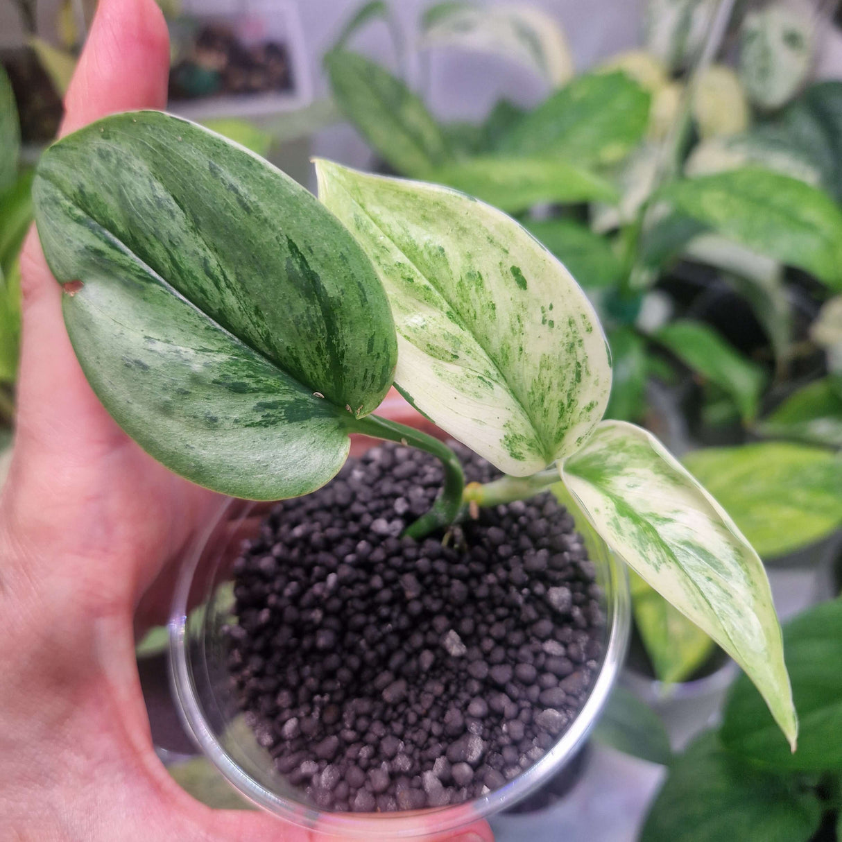Scindapsus Superstar - ukorzeniona sadzonka