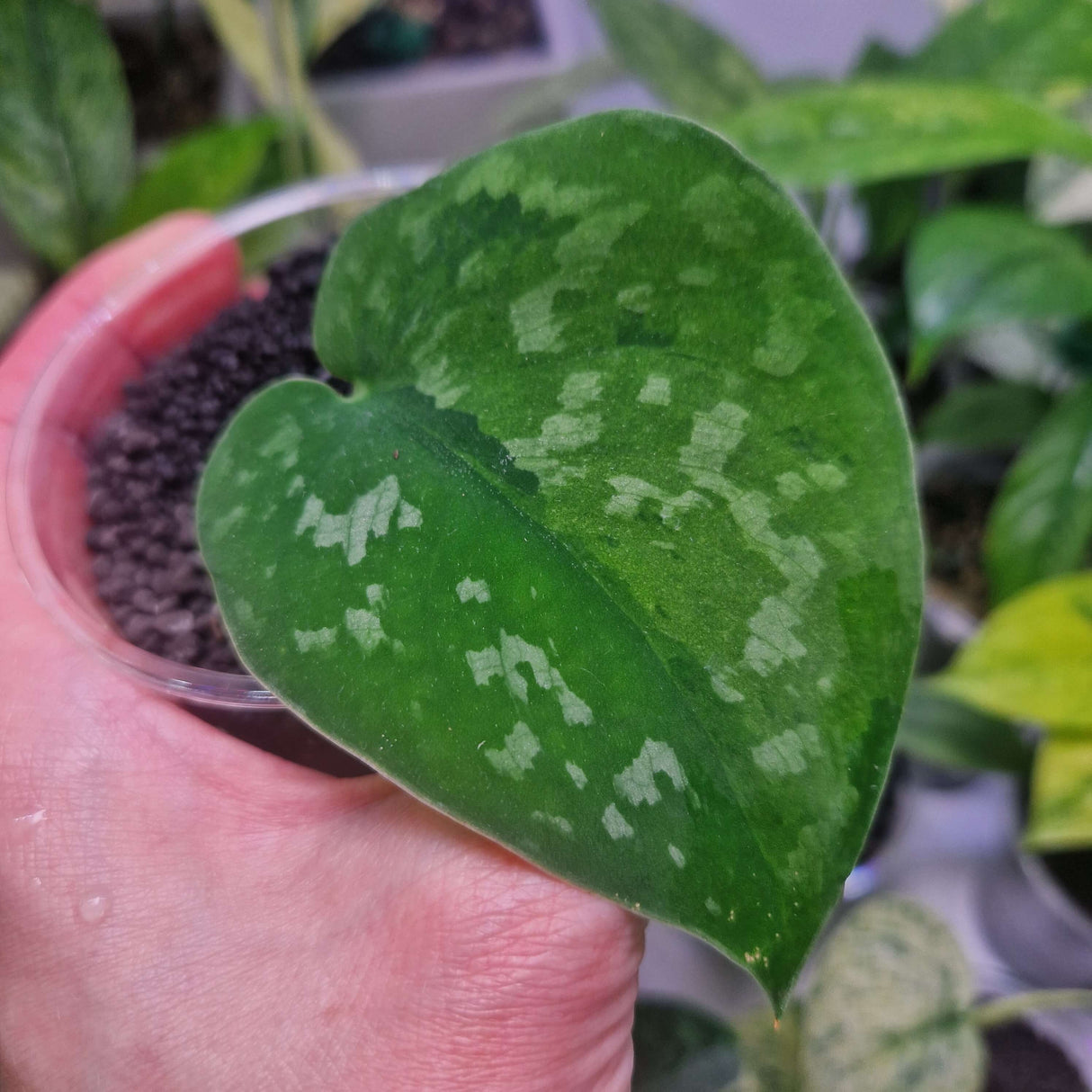 Scindapsus Macaro - ukorzeniona sadzonka pędowa