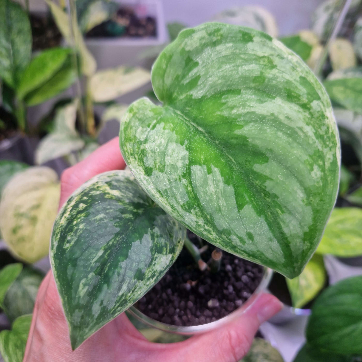 Scindapsus Silver Knight variegated - ukorzeniona sadzonka