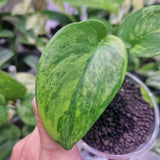 Scindapsus Jade Satin green on green - ukorzeniona sadzonka
