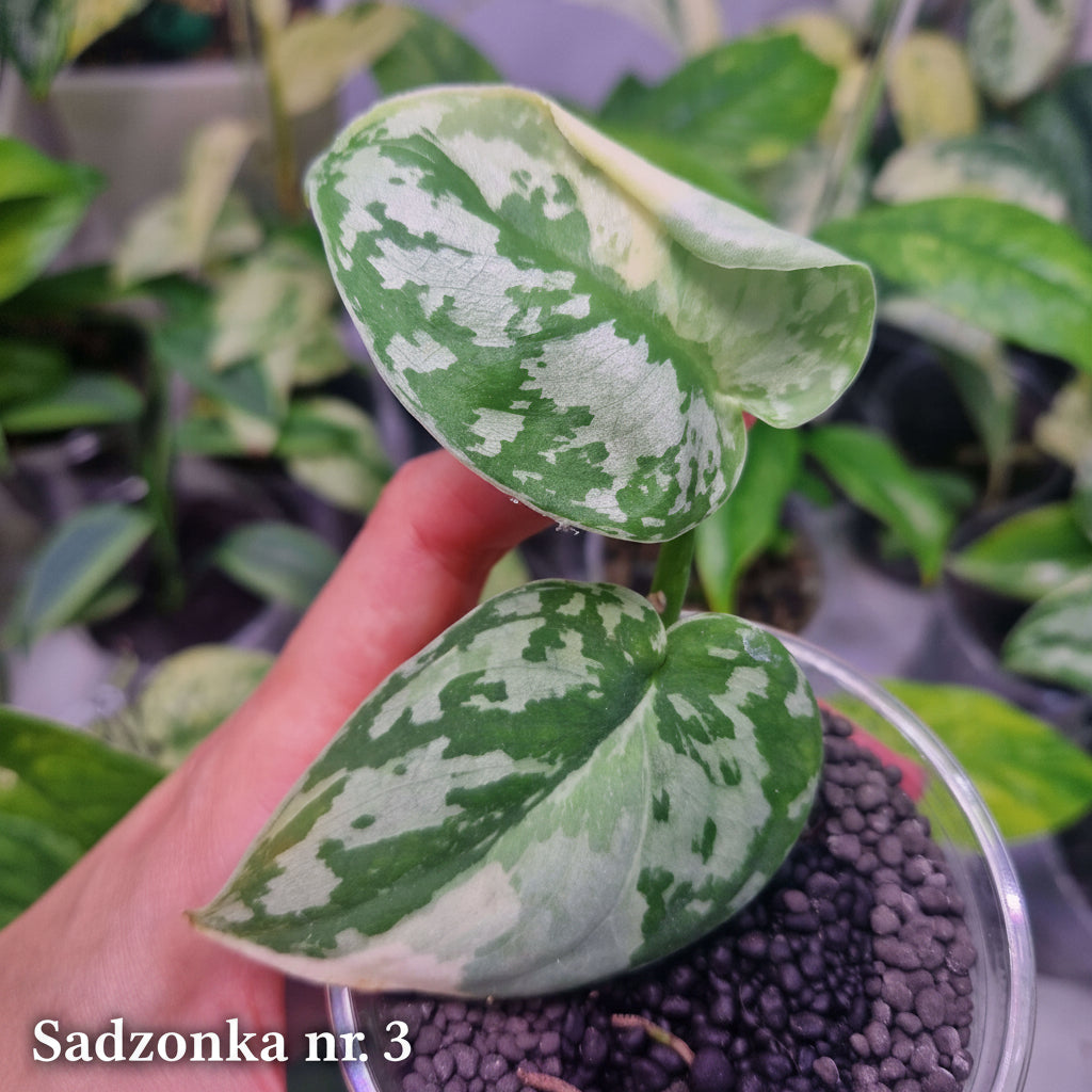Scindapsus Mayari - ukorzeniona sadzonka