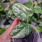 Scindapsus Mayari - ukorzeniona sadzonka