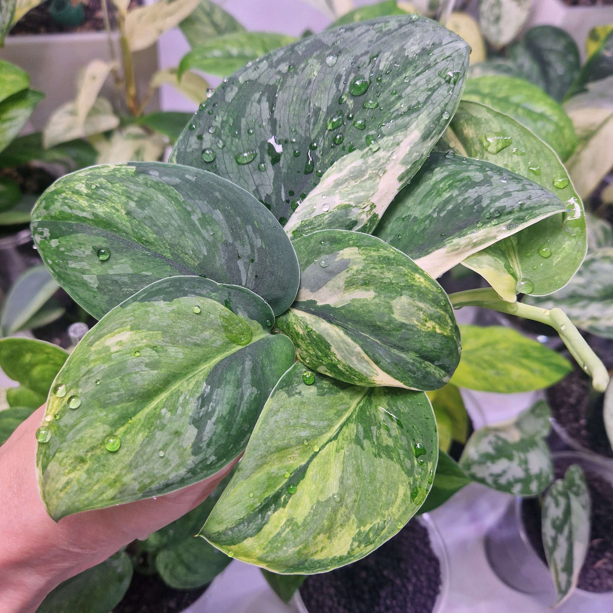 Scindapsus Parahyangan – cięta sadzonka pędowa
