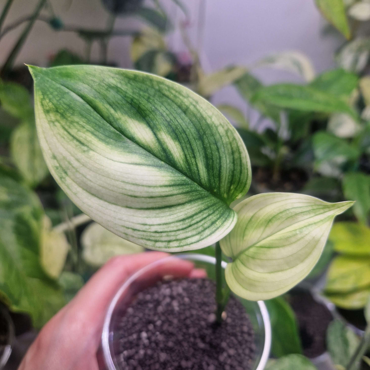 Scindapsus White Monster - ukorzeniona sadzonka