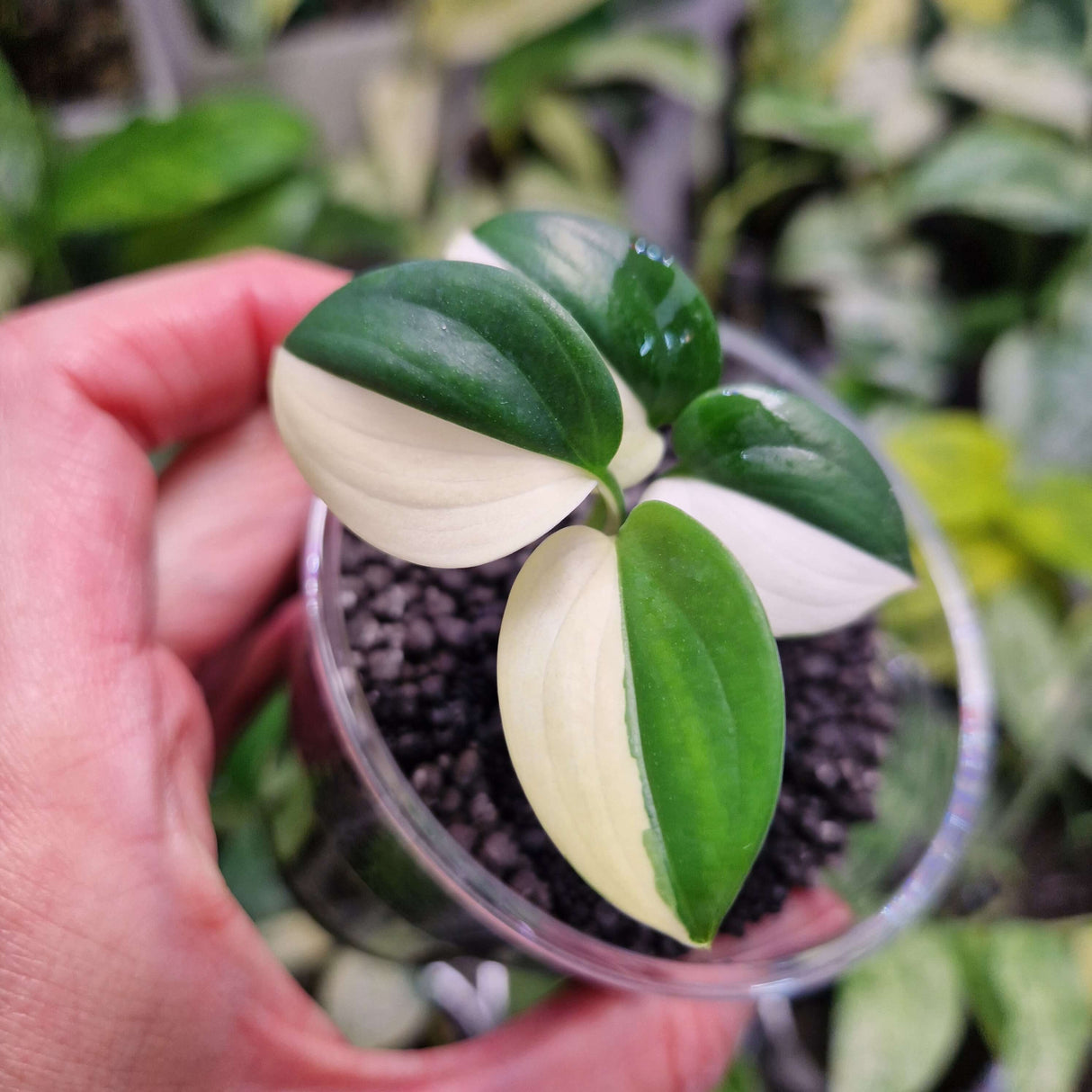Scindapsus blue albo Thai form - ukorzeniona sadzonka