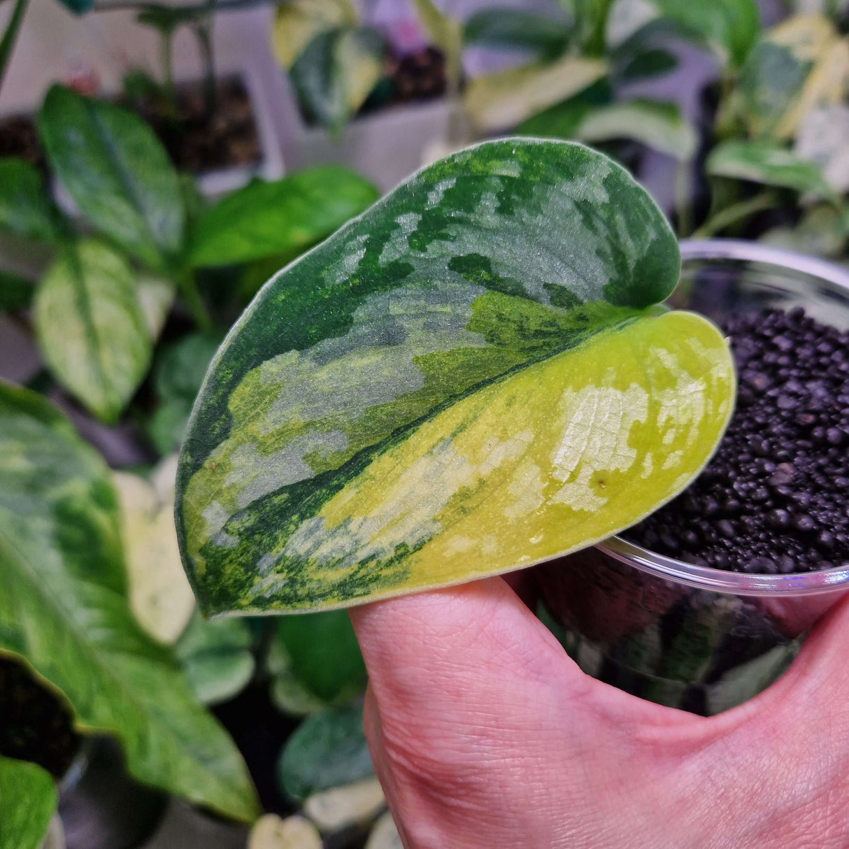 Scindapsus Green Diamond - ukorzeniona sadzonka pędowa