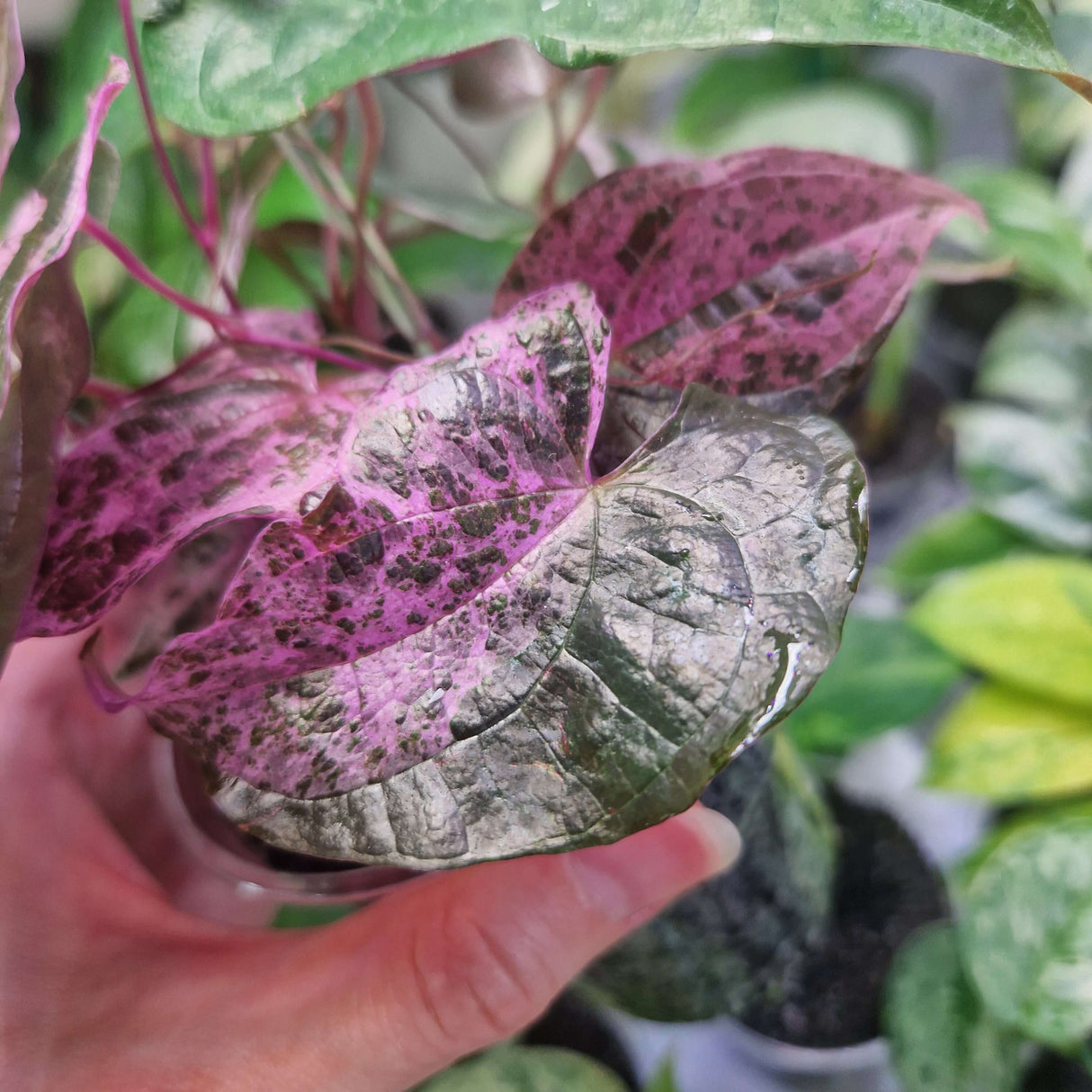 Dioscorea Glabra Roxb 'AURORA' Pink Satun - cięta sadzonka pędowa