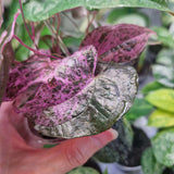 Dioscorea Glabra Roxb 'AURORA' Pink Satun - cięta sadzonka pędowa