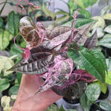 Dioscorea Glabra Roxb 'AURORA' Pink Satun - cięta sadzonka pędowa