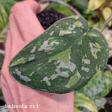 Scindapsus Baticon - ukorzeniona sadzonka pędowa