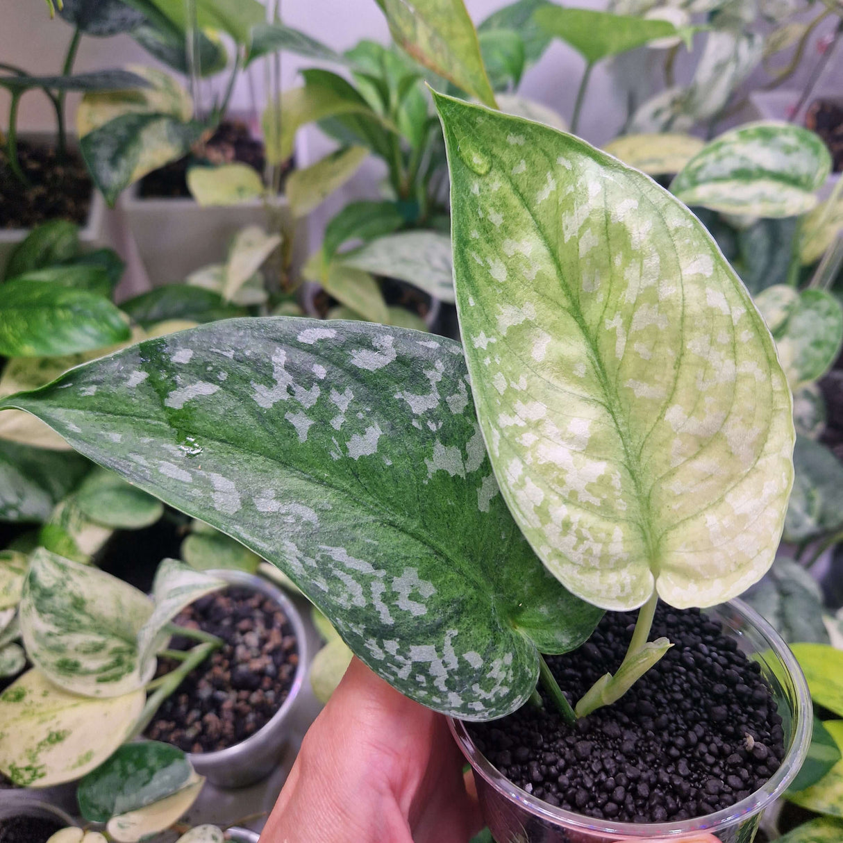 Scindapsus Peacock - ukorzeniona sadzonka