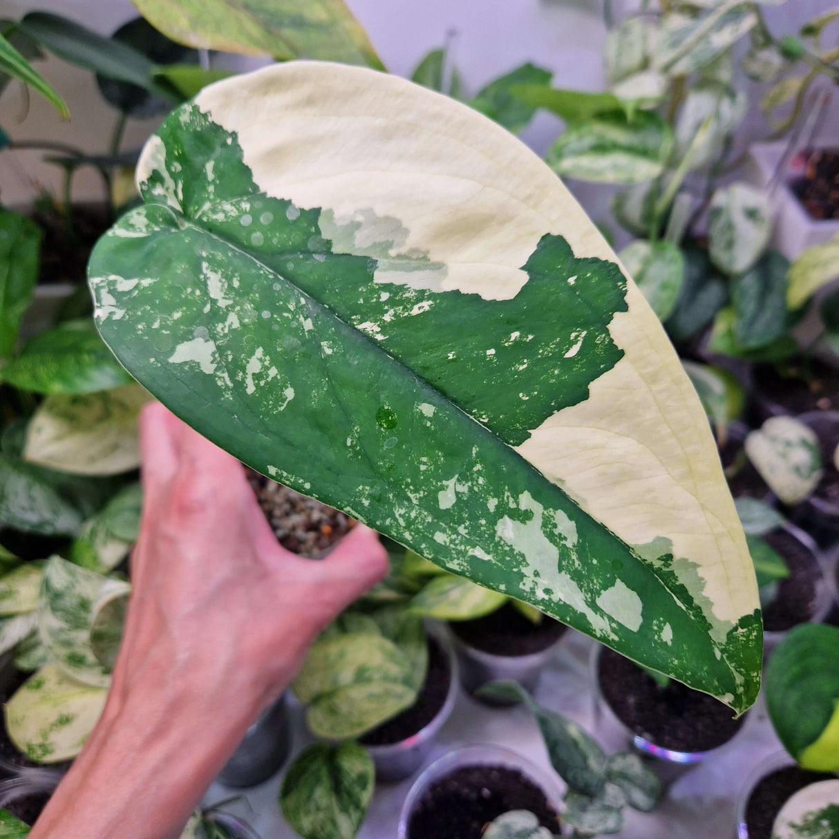 Syngonium chiapense variegated – ukorzeniona sadzonka