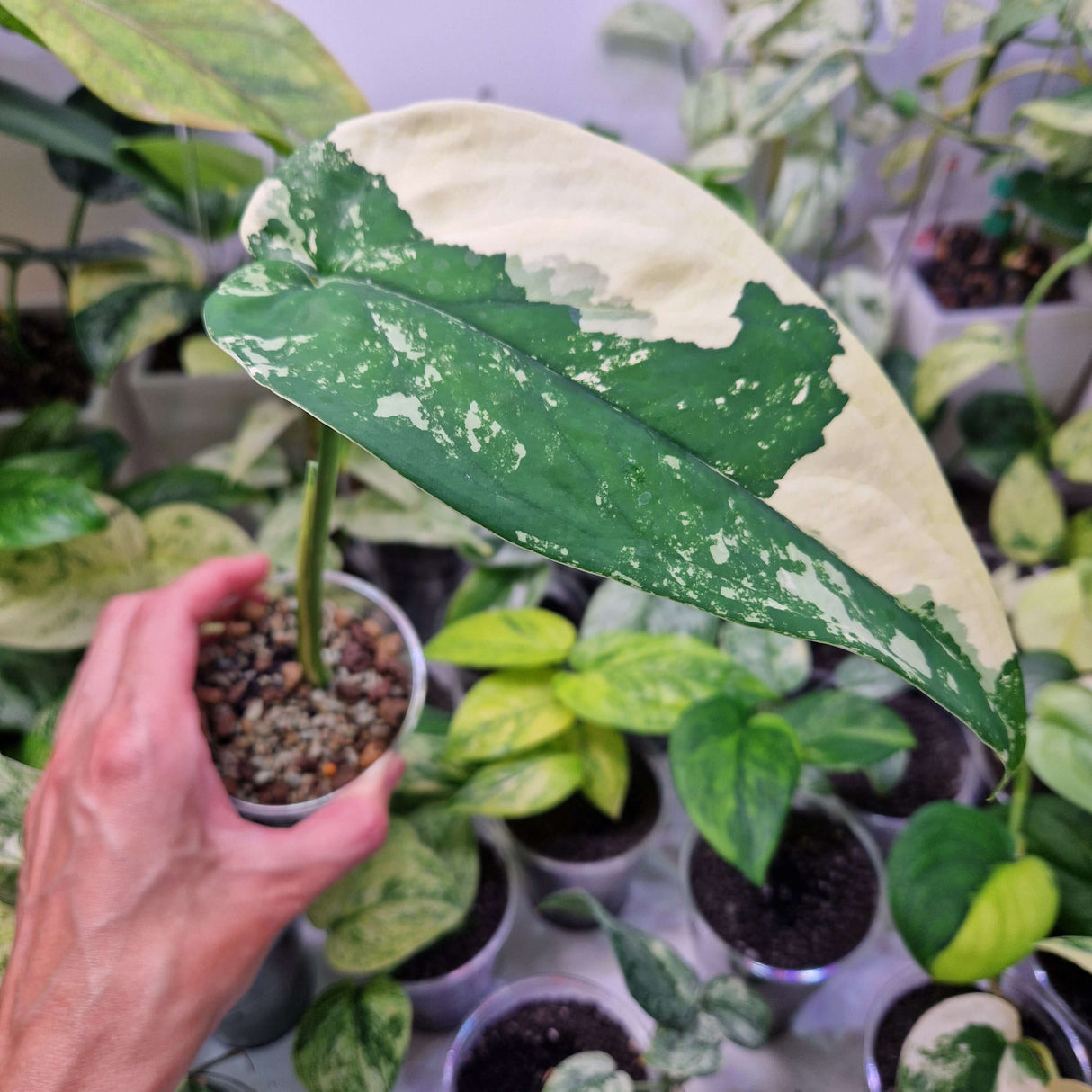 Syngonium chiapense variegated – ukorzeniona sadzonka