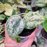 Scindapsus Peasun v2 - ukorzeniona sadzonka
