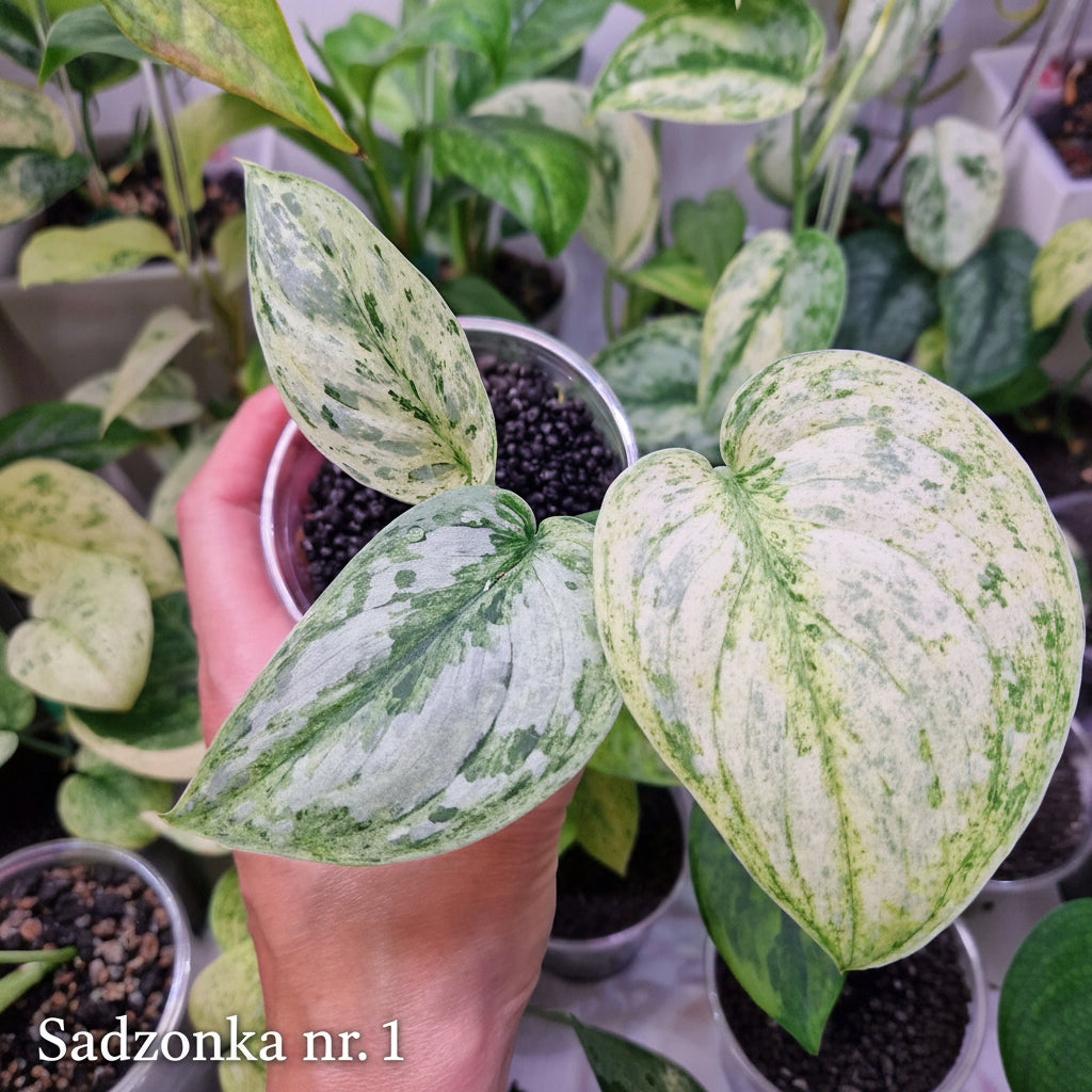 Scindapsus Peasun v2 - ukorzeniona sadzonka