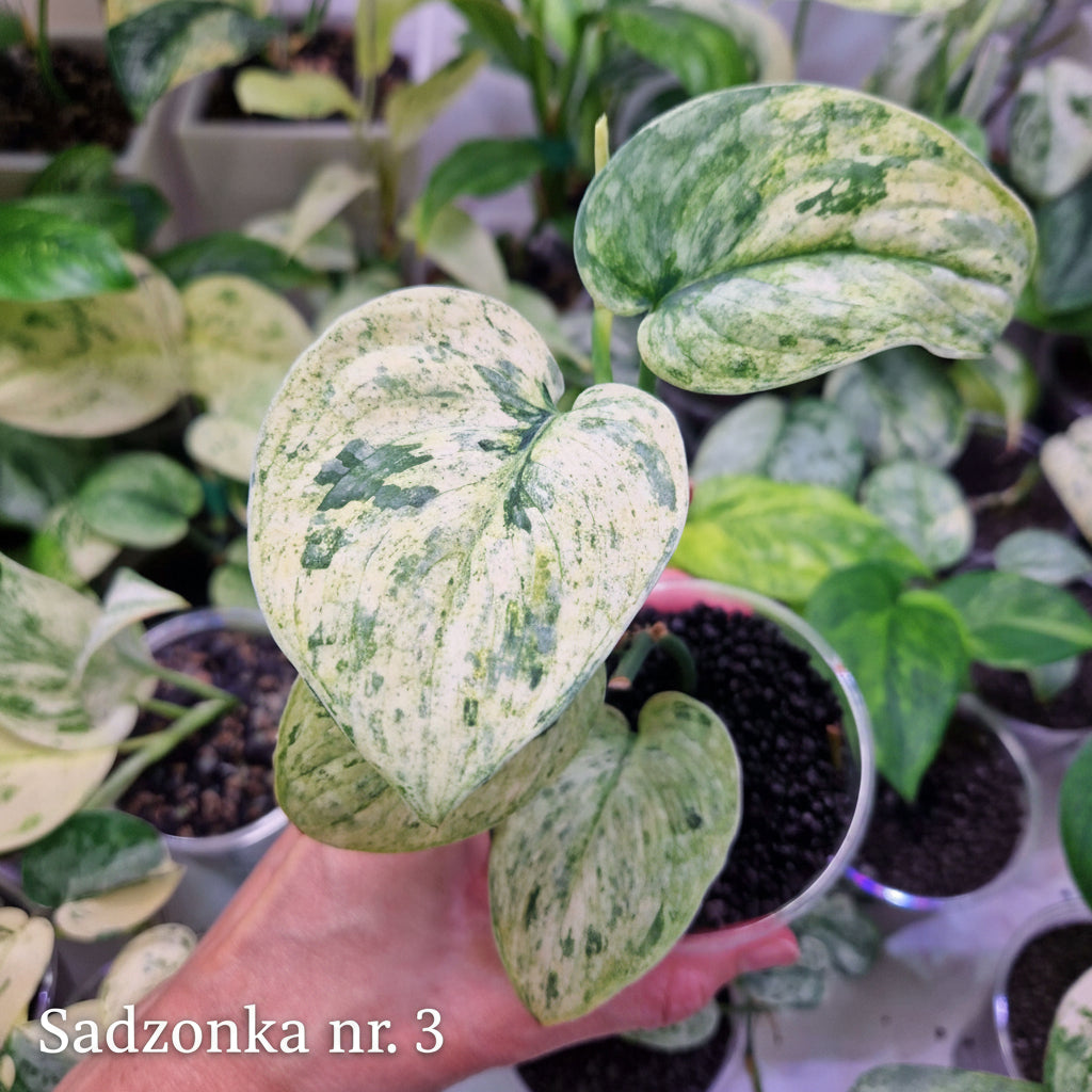 Scindapsus Dark Silver Cloud variegated – ukorzeniona sadzonka
