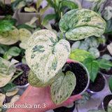 Scindapsus Dark Silver Cloud variegated – ukorzeniona sadzonka