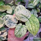 Scindapsus Dark Silver Cloud variegated – ukorzeniona sadzonka