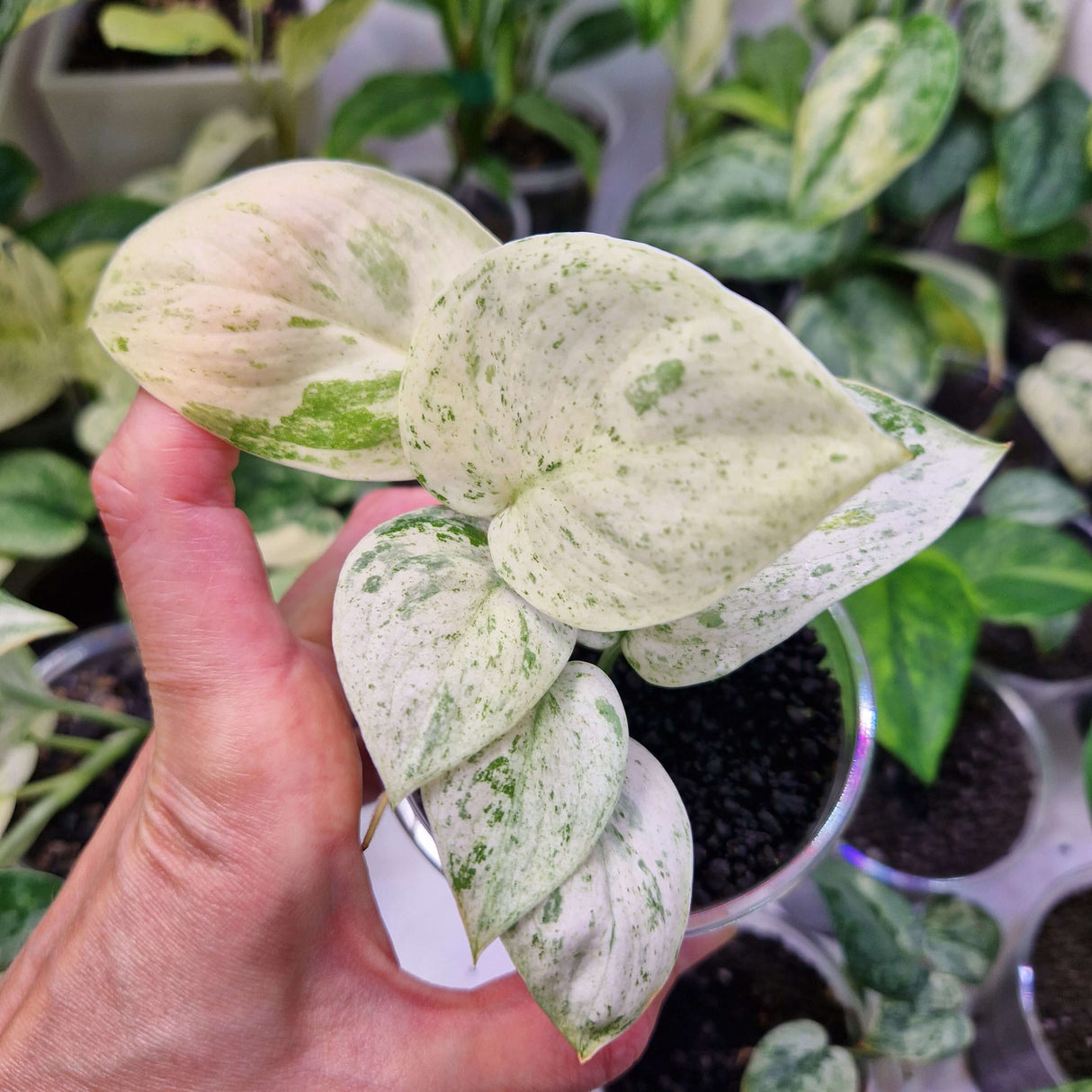 Scindapsus NOID variegated - ukorzeniona sadzonka