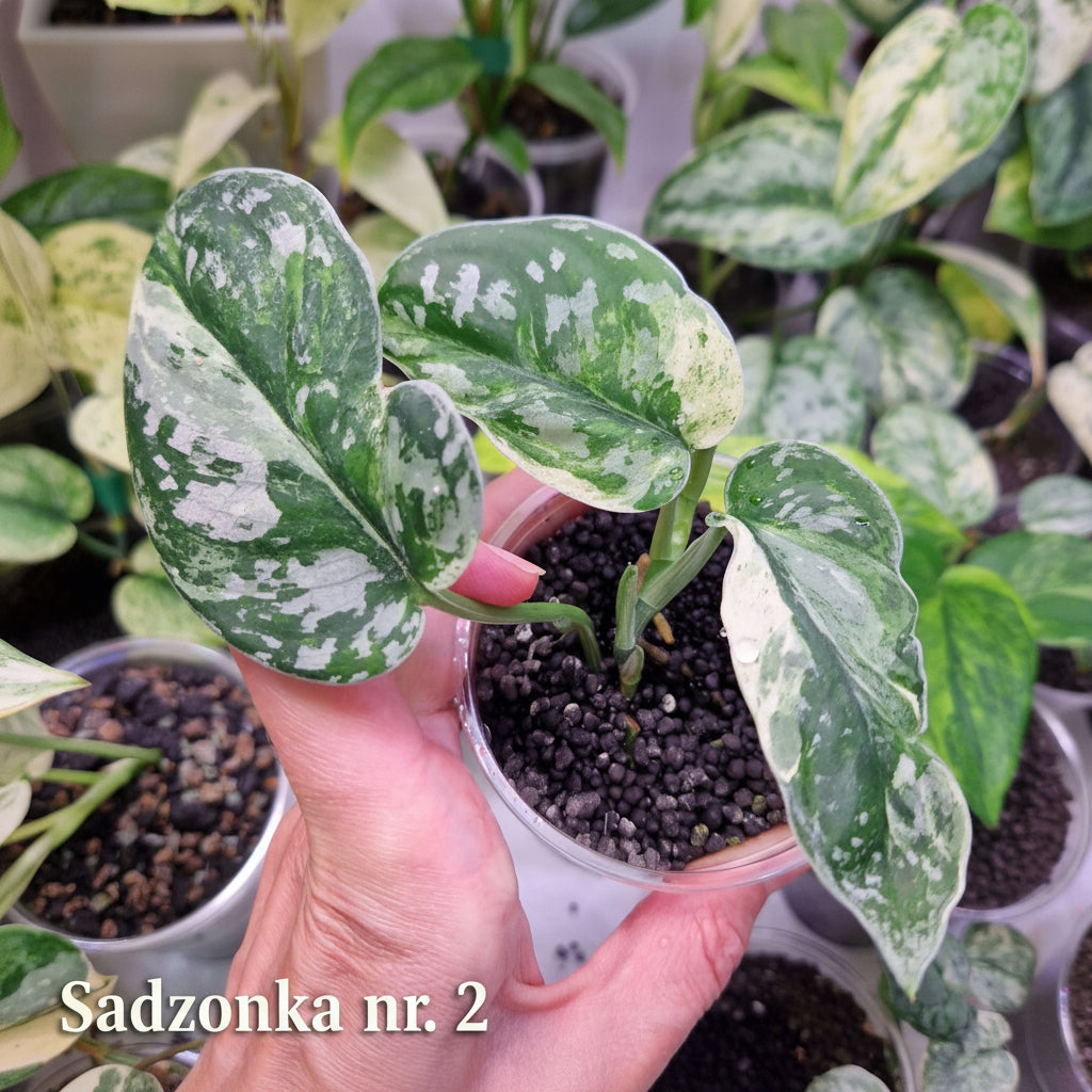 Scindapsus argyraeus Marble - ukorzeniona sadzonka