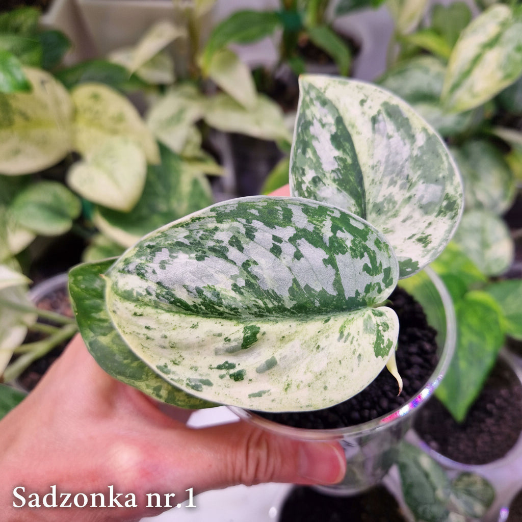 Scindapsus argyraeus Marble - ukorzeniona sadzonka