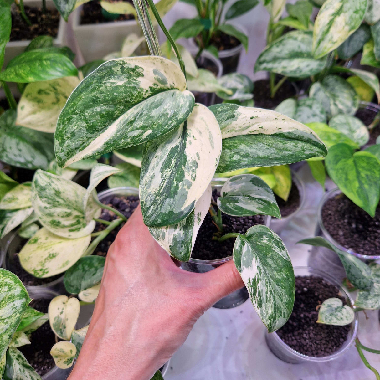 Scindapsus NOID variegated - ukorzeniona sadzonka