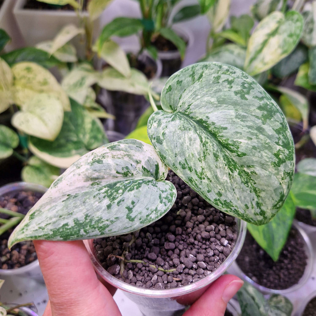Scindapsus NOID variegated – ukorzeniona sadzonka
