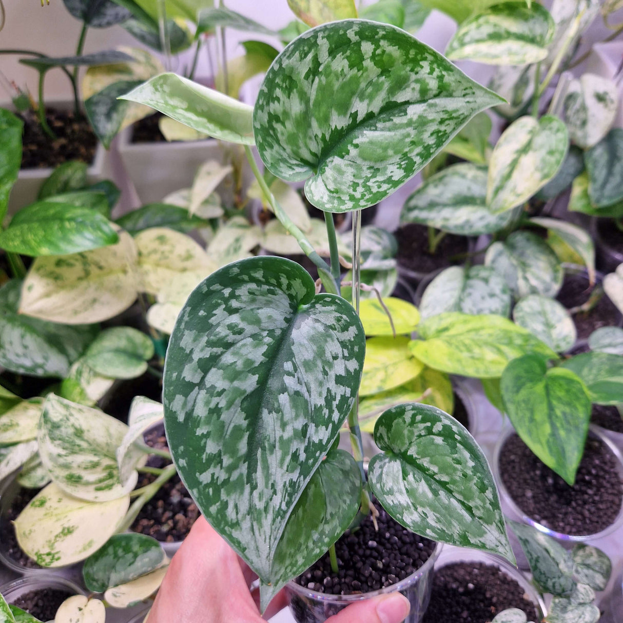 Scindapsus NOID - ukorzeniona sadzonka