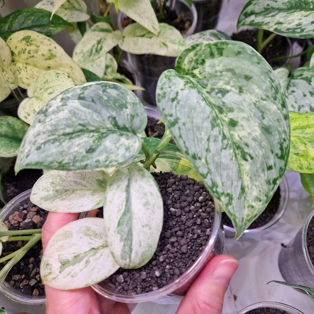 Scindapsus NOID variegated - ukorzeniona sadzonka