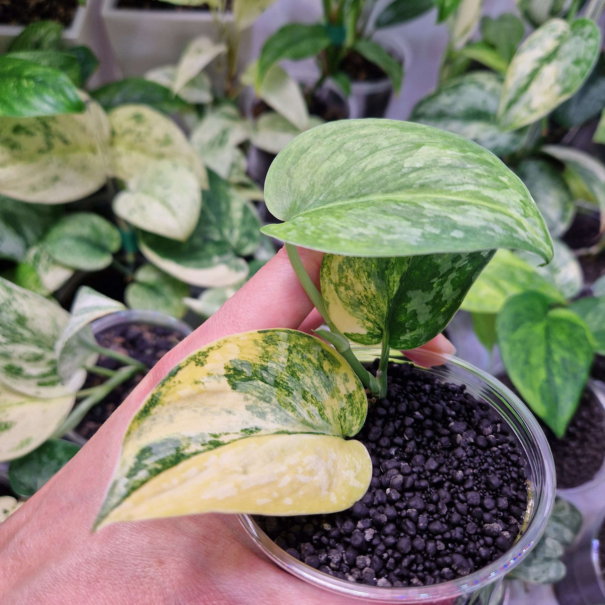 Scindapsus Rajatapura - ukorzeniona sadzonka