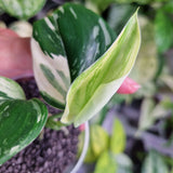 Scindapsus moonlight albo – ukorzeniona sadzonka