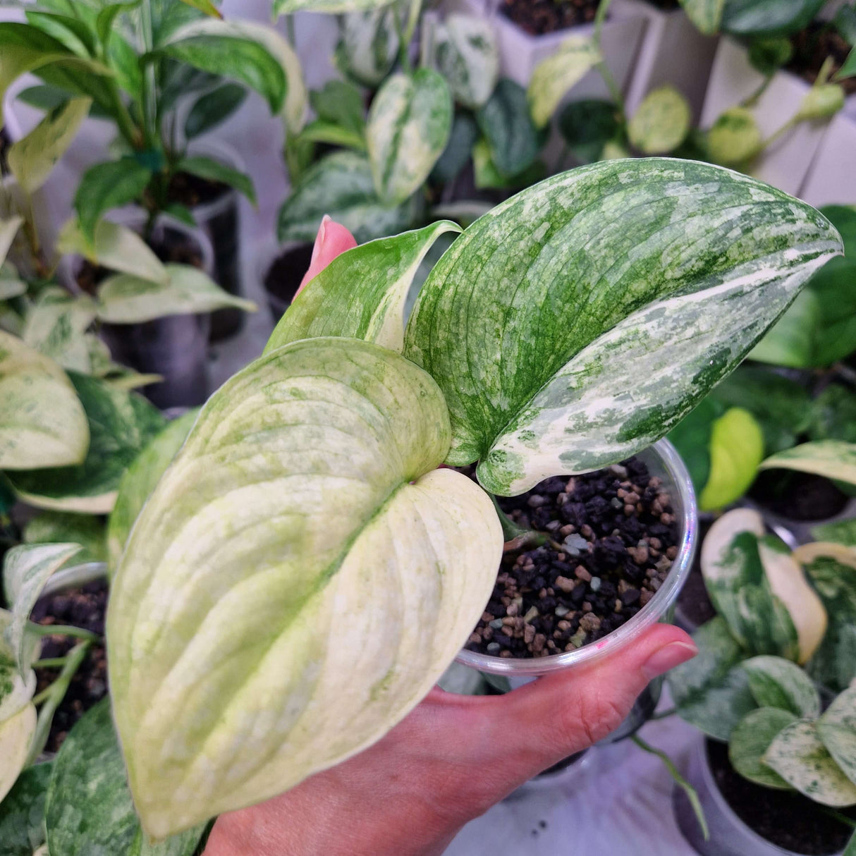 Scindapsus NOID variegated - ukorzeniona sadzonka