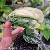 Scindapsus Mayari - ukorzeniona sadzonka