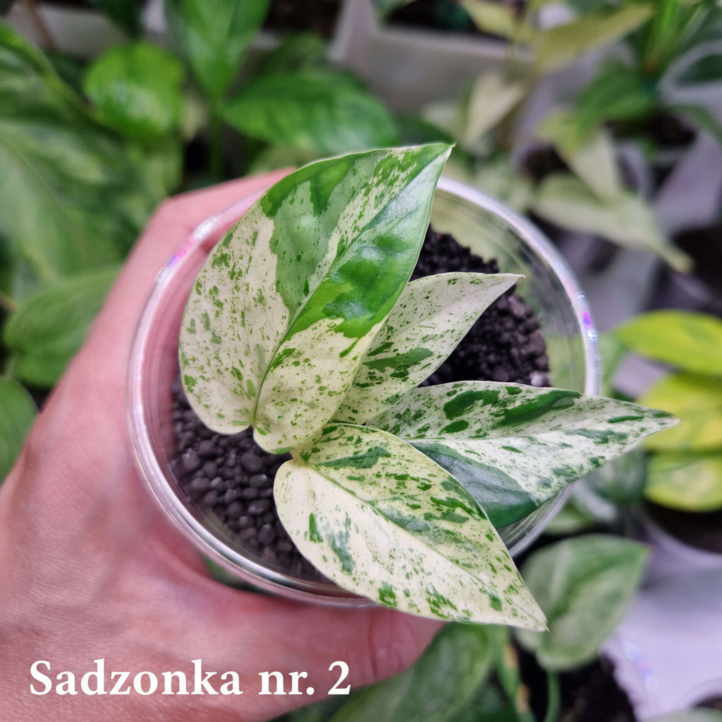 Epipremnum pinnatum Marble - ukorzeniona sadzonka