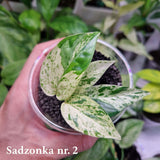 Epipremnum pinnatum Marble - ukorzeniona sadzonka