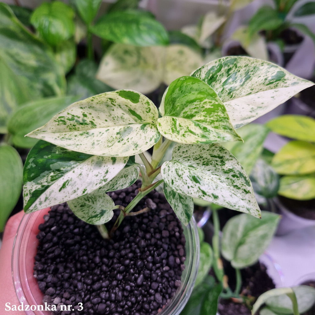 Epipremnum pinnatum Marble - ukorzeniona sadzonka
