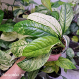 Rhaphidophora puberula variegated – ukorzeniona sadzonka
