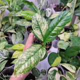 Rhaphidophora puberula variegated – ukorzeniona sadzonka