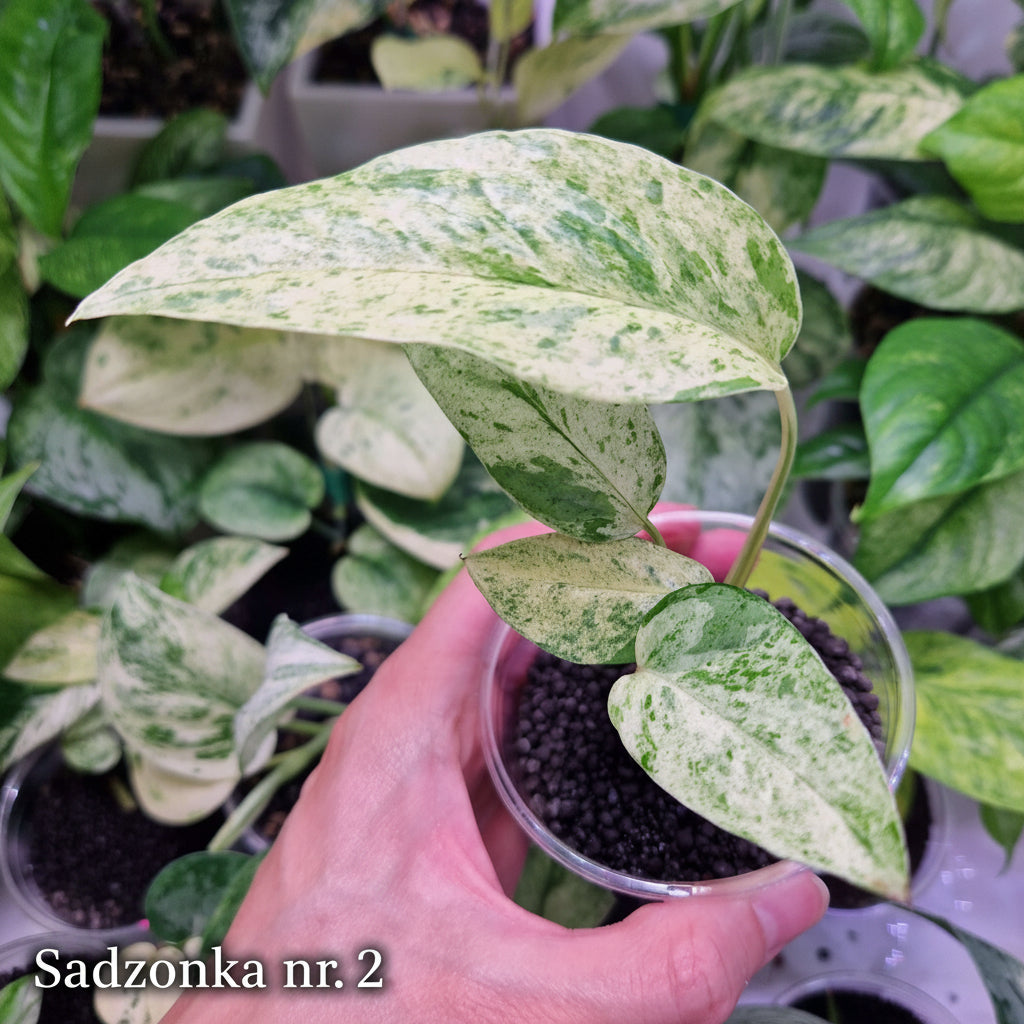 Epipremnum cebu blue variegated - ukorzeniona sadzonka