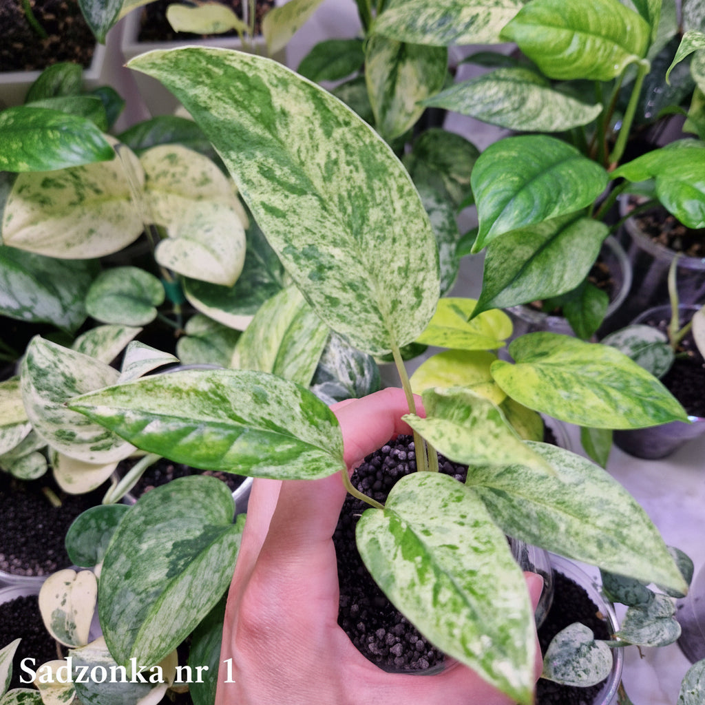 Epipremnum cebu blue variegated - ukorzeniona sadzonka