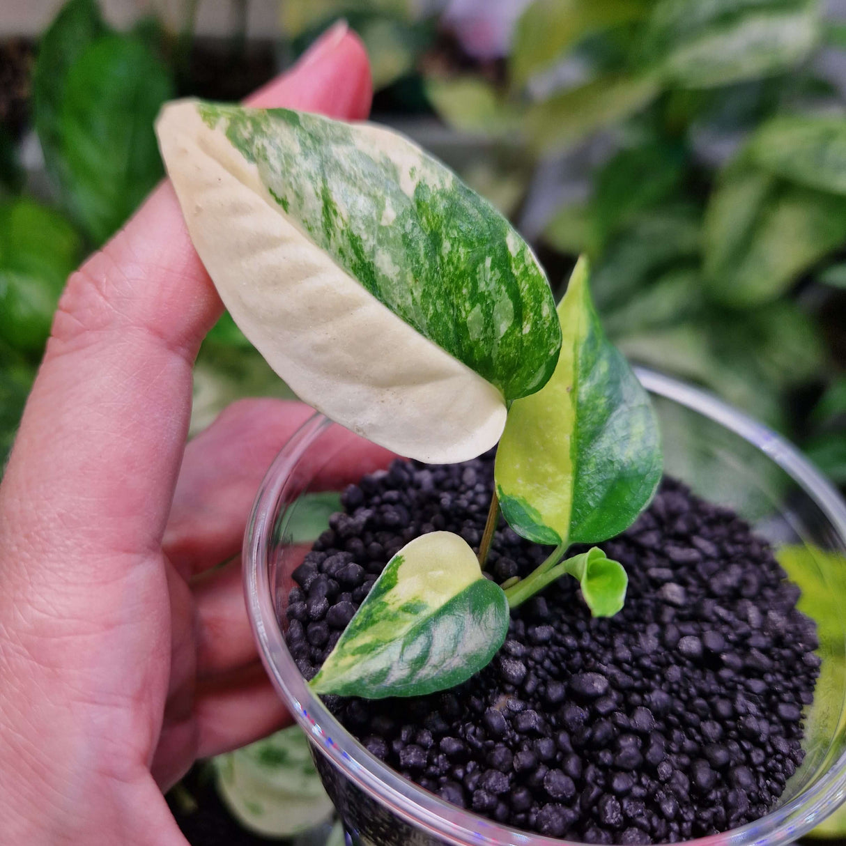 Epipremnum cebu blue aurea - ukorzeniona sadzonka