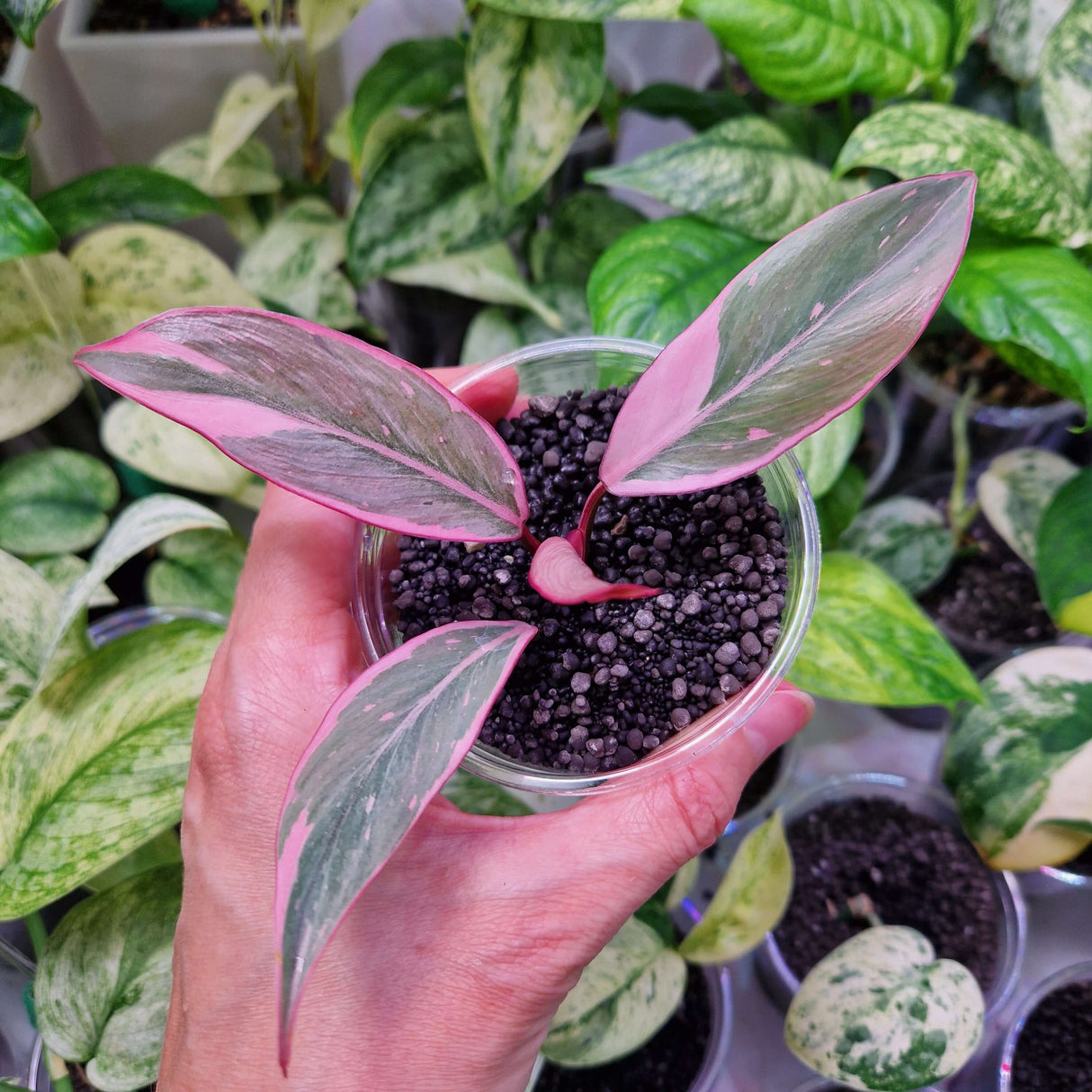 Philodendron Pink Princess mutation - ukorzeniona sadzonka